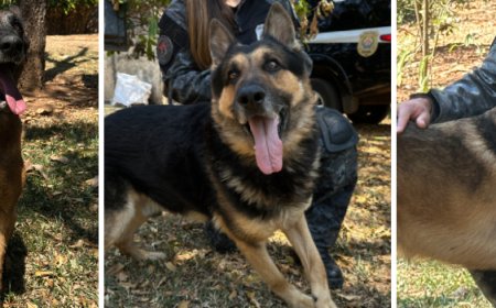 Adote um Herói: Governo de Minas lança campanha para adoção de cães policiais