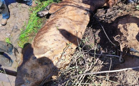 Vaca atolada em brejo é resgatada pelos Bombeiros de Guaxupé