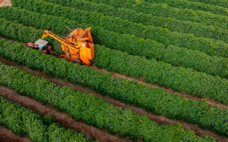 Colheita de café na área da Cooxupé está praticamente concluída