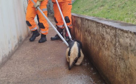 Tamanduá-mirim é resgatado de creche pelos bombeiros em Arceburgo