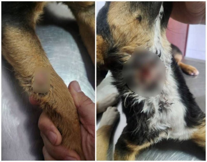 Polícia Civil apura crime de maus-tratos contra animais no Sul de Minas