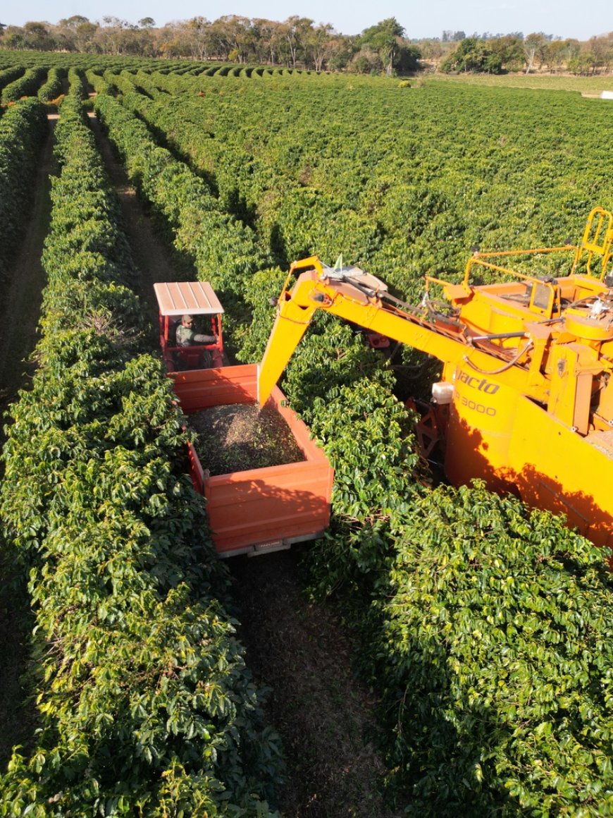 Café da Alta Mogiana: colheita de 2025 encerra com quebra de produtividade acima do esperado