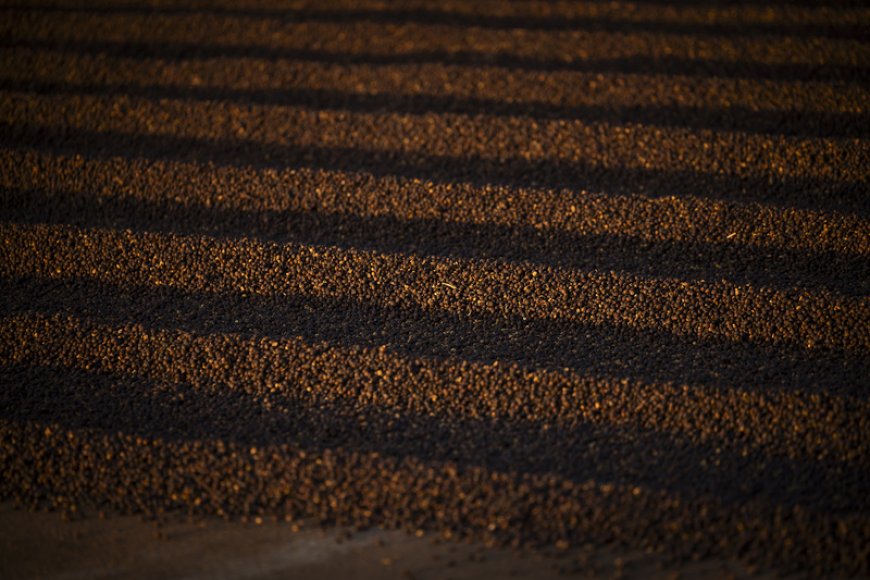 Café da Alta Mogiana: colheita de 2025 encerra com quebra de produtividade acima do esperado