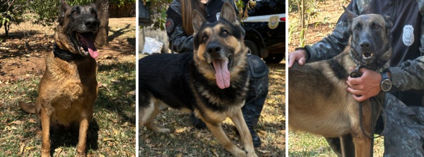 Adote um Herói: Governo de Minas lança campanha para adoção de cães policiais
