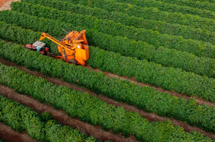 Colheita de café na área da Cooxupé está praticamente concluída