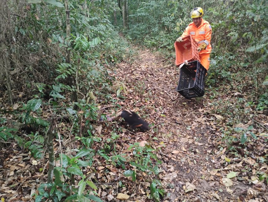 Tamanduá-mirim é resgatado de creche pelos bombeiros em Arceburgo