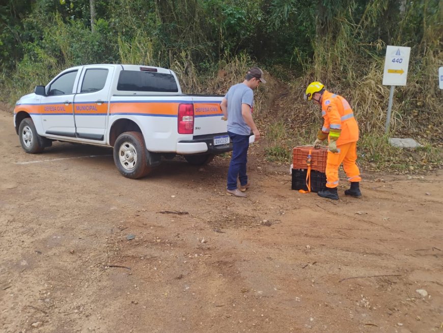 Tamanduá-mirim é resgatado de creche pelos bombeiros em Arceburgo