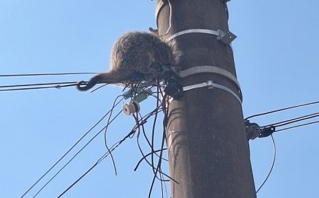 Bombeiros resgatam ouriço preso em linha de telefonia no Sul de Minas