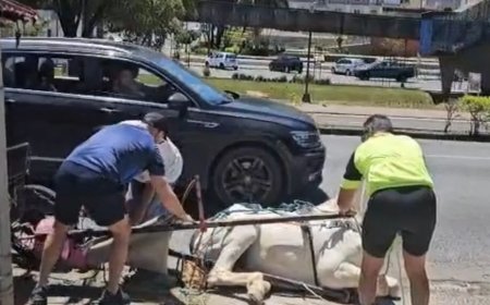 Cavalo de charrete caído em calçada de Poços de Caldas reacende a proibição de transporte por tração animal no município