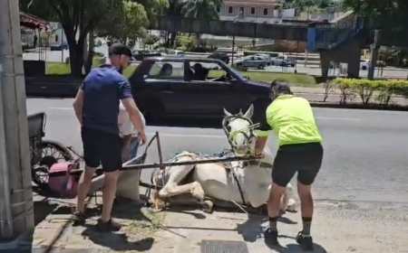 Projeto que põe fim às charretes em Poços de Caldas tem parecer positivo pela câmera municipal