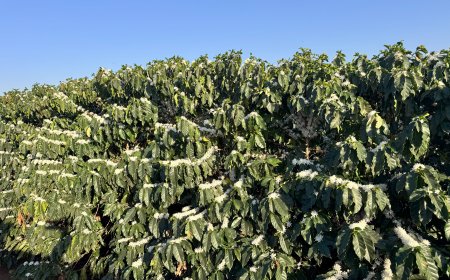 Florada intensa na Alta Mogiana renova esperanças para a safra de café 2026