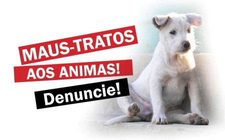 Maus-tratos animal: Canina é ferida com golpes de faca em açougue de Conceição da Aparecida