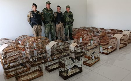 Mais de 30 aves em cativeiro são apreendidas pela polícia no Sul de Minas