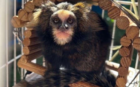 EPR Sul de Minas encaminha para centro de conservação sagui-caveirinha resgatada em rodovia