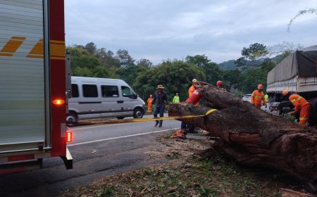 Colisão de carreta gera obstrução do trânsito em trecho da BR-491