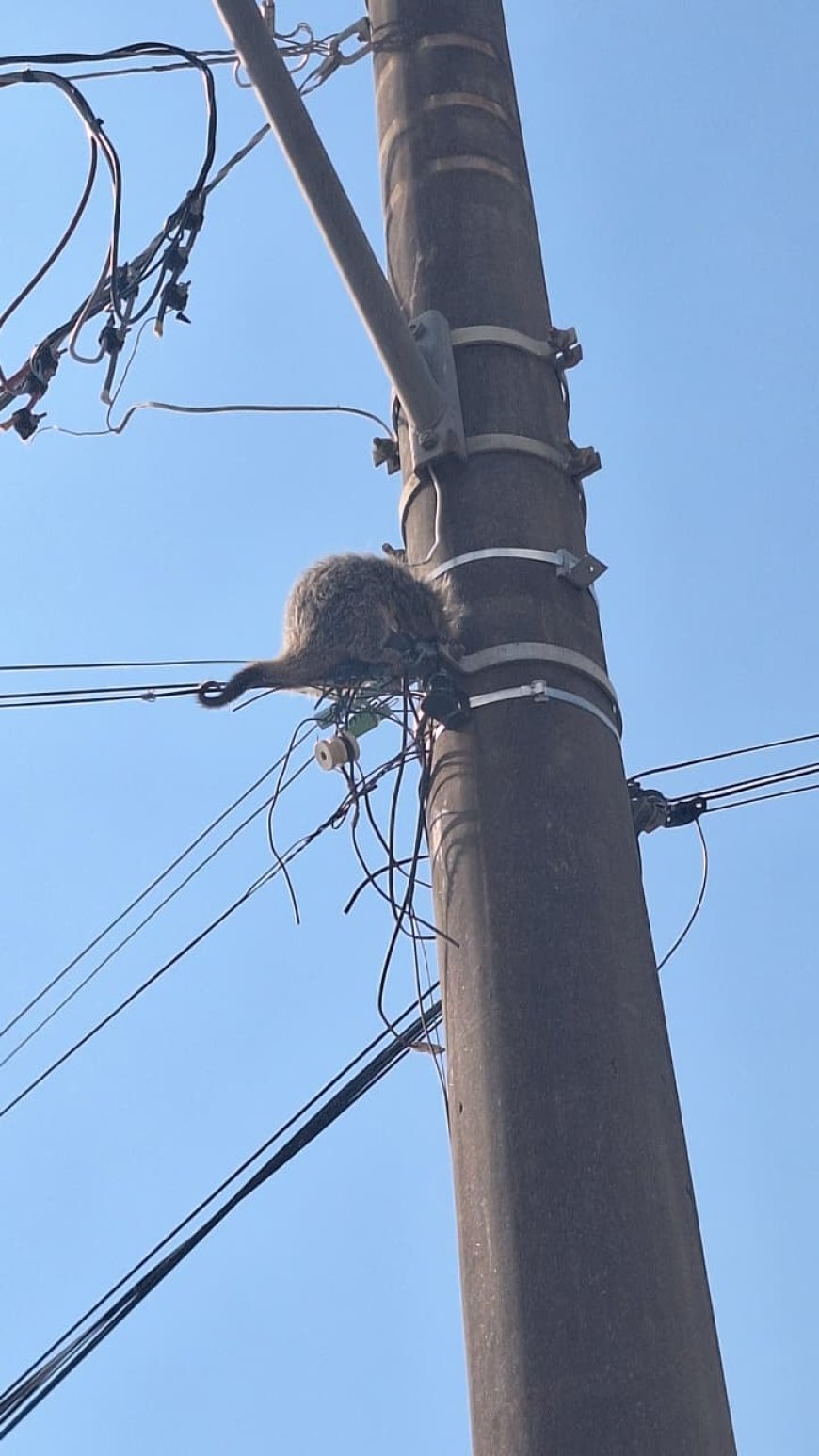Bombeiros resgatam ouriço preso em linha de telefonia no Sul de Minas