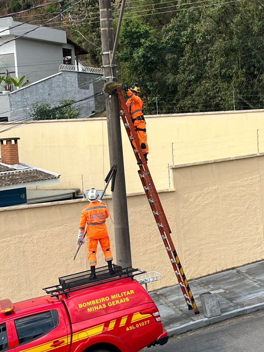 Bombeiros resgatam ouriço preso em linha de telefonia no Sul de Minas