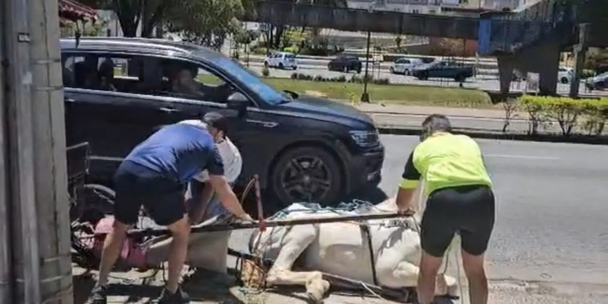 Cavalo de charrete caído em calçada de Poços de Caldas reacende a proibição de transporte por tração animal no município