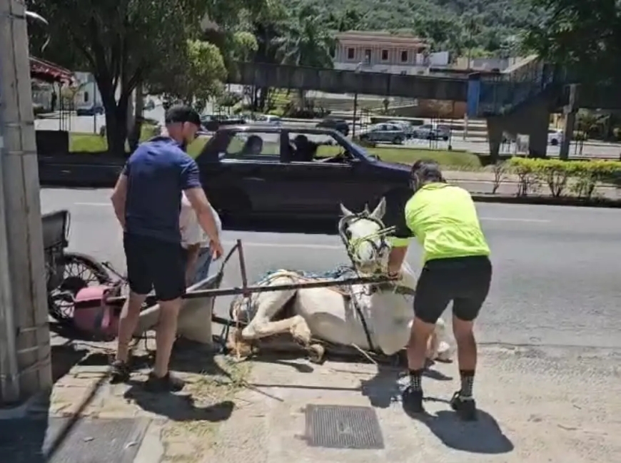 Projeto que põe fim às charretes em Poços de Caldas tem parecer positivo pela câmera municipal