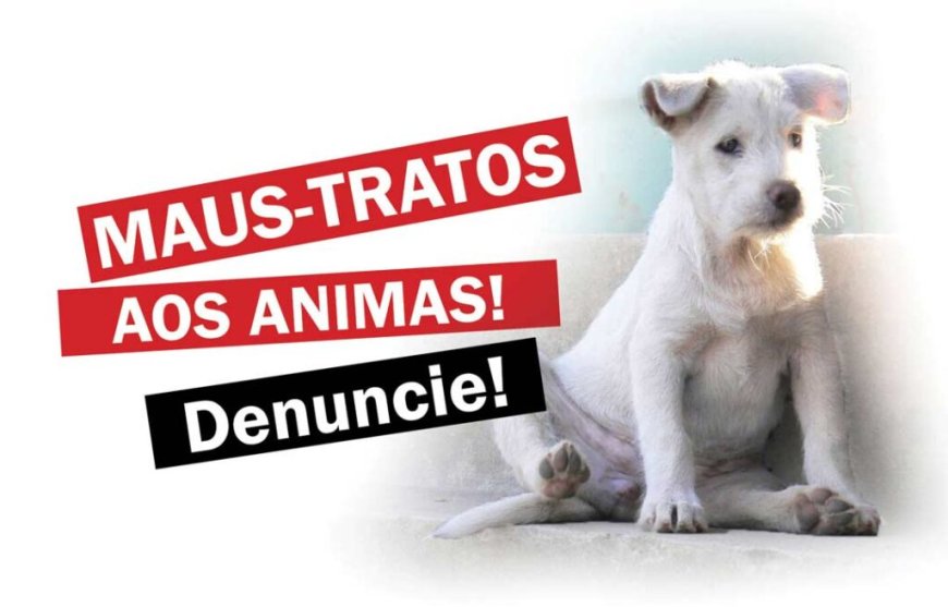 Maus-tratos animal: Canina é ferida com golpes de faca em açougue de Conceição da Aparecida