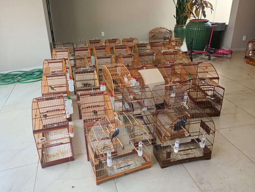 Mais de 30 aves em cativeiro são apreendidas pela polícia no Sul de Minas