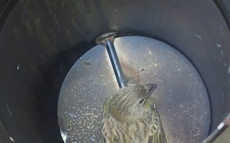 Pardal preso em tubulação de chaminé é resgatado pelos Bombeiros no Sul de Minas