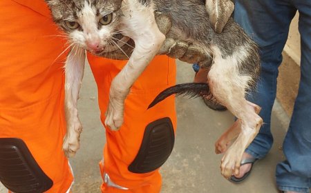 Bombeiros resgatam gatinho preso em cano de PVC em Guaxupé