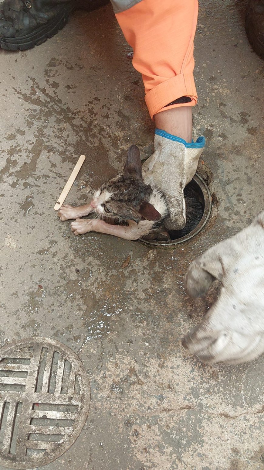 Bombeiros resgatam gatinho preso em cano de PVC em Guaxupé