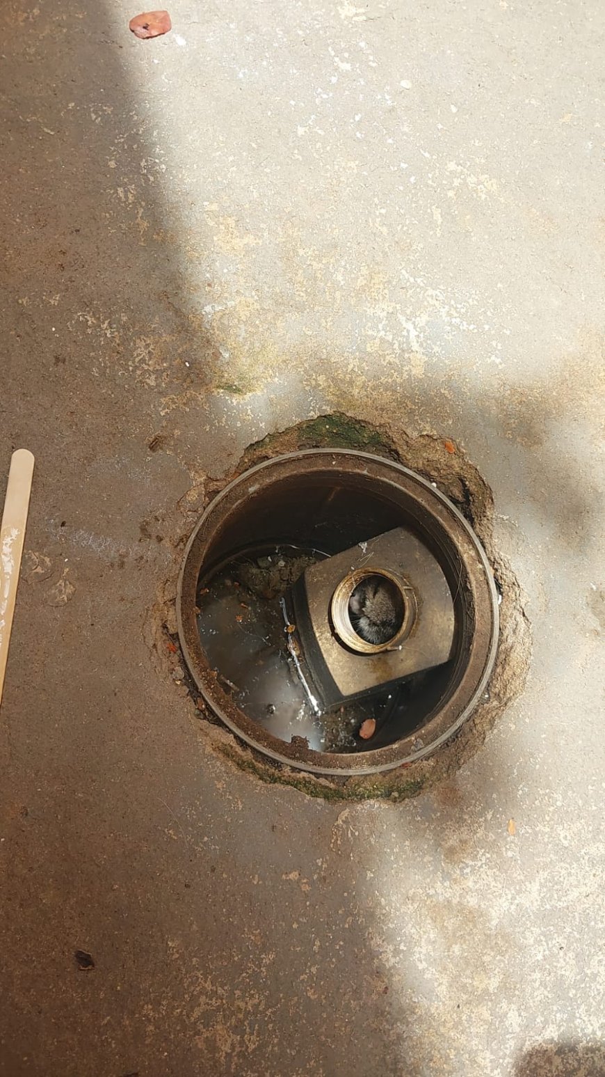 Bombeiros resgatam gatinho preso em cano de PVC em Guaxupé