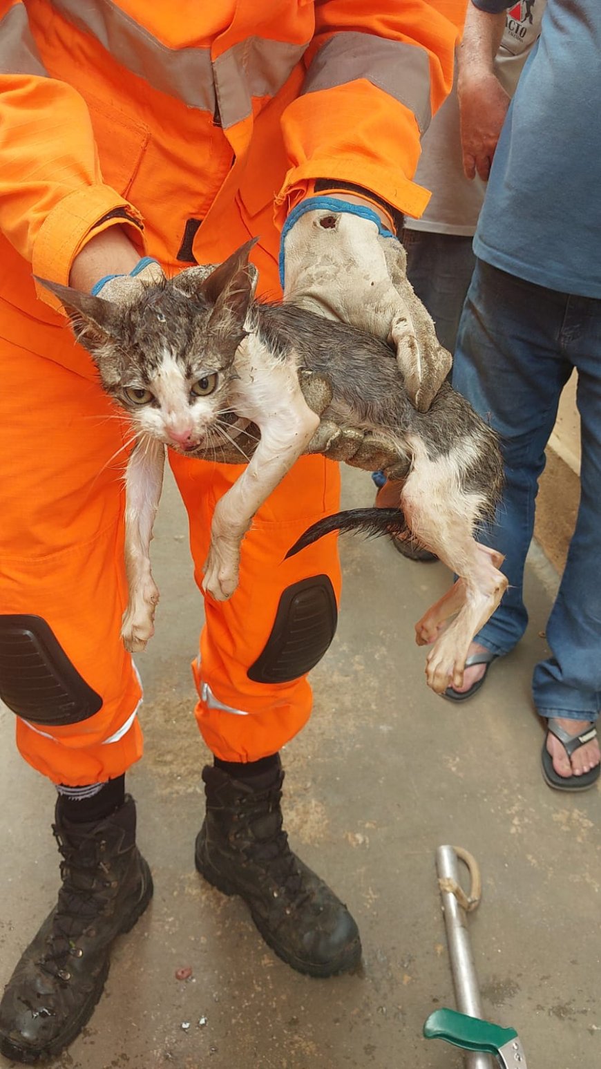 Bombeiros resgatam gatinho preso em cano de PVC em Guaxupé