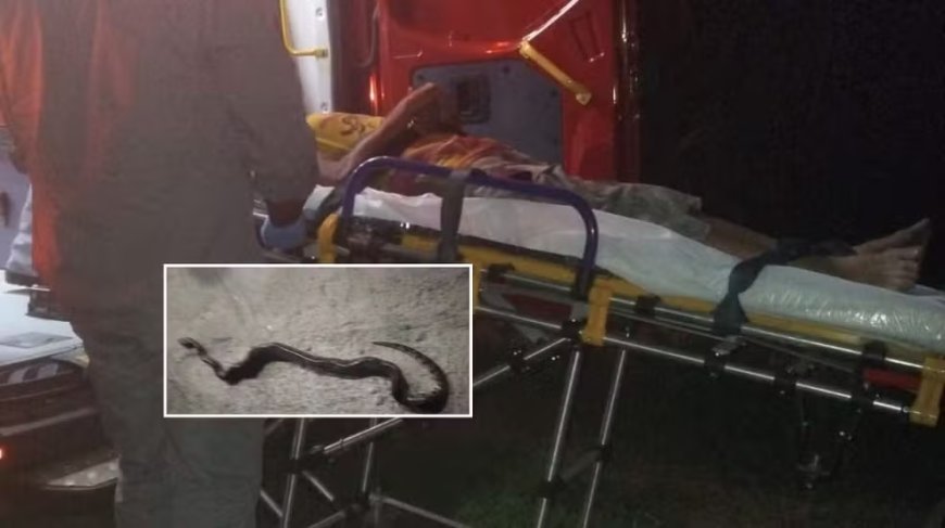 Cobra mordida por homem em Mococa morre após incidente