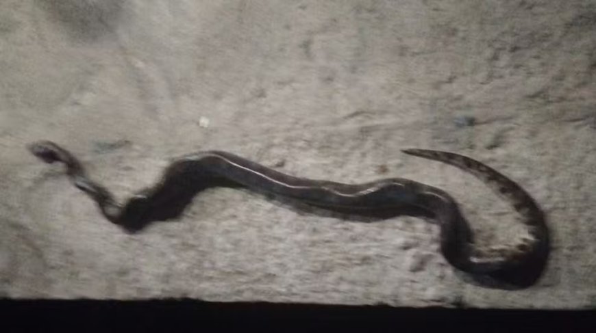 Cobra mordida por homem em Mococa morre após incidente