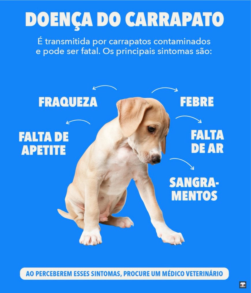 A "Doença do Carrapato" em cães