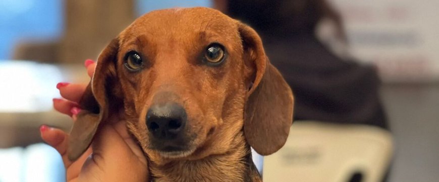 Minas Gerais lança capacitação sobre maus-tratos e distribui leitores de microchips para reforçar fiscalização ambiental