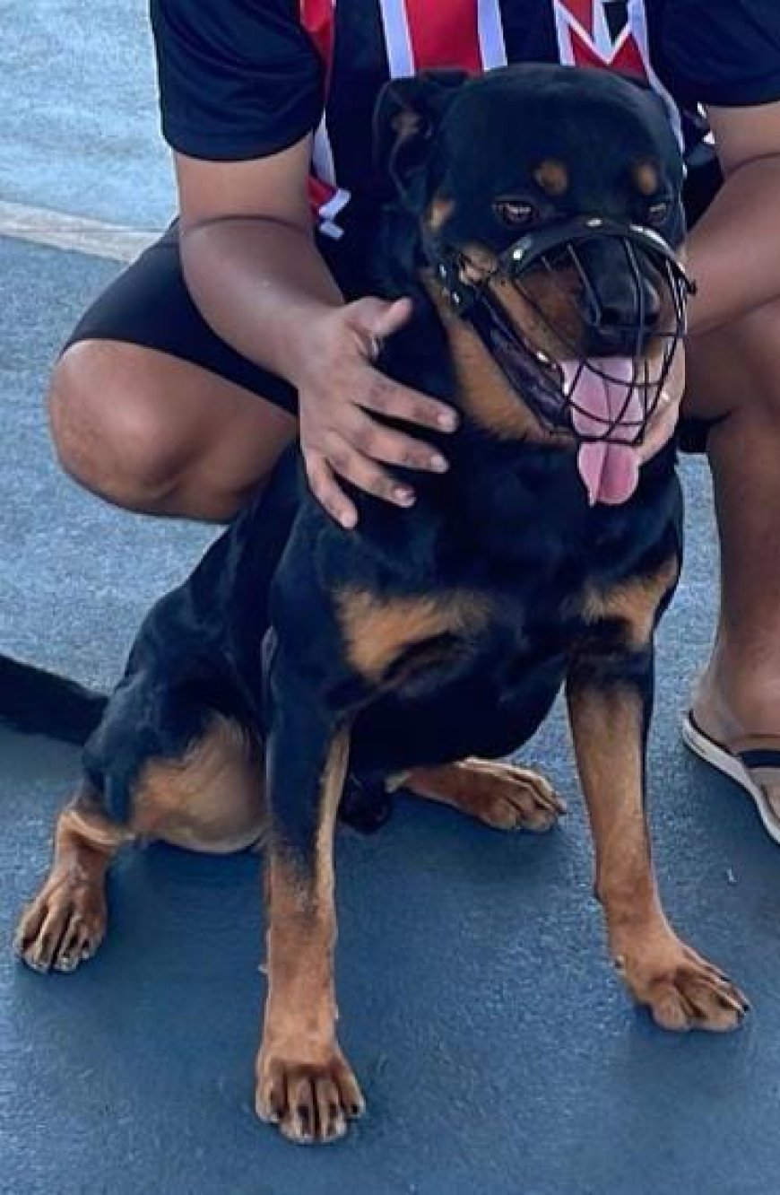 Doa-se cão da raça Rottweiler em Guaxupé