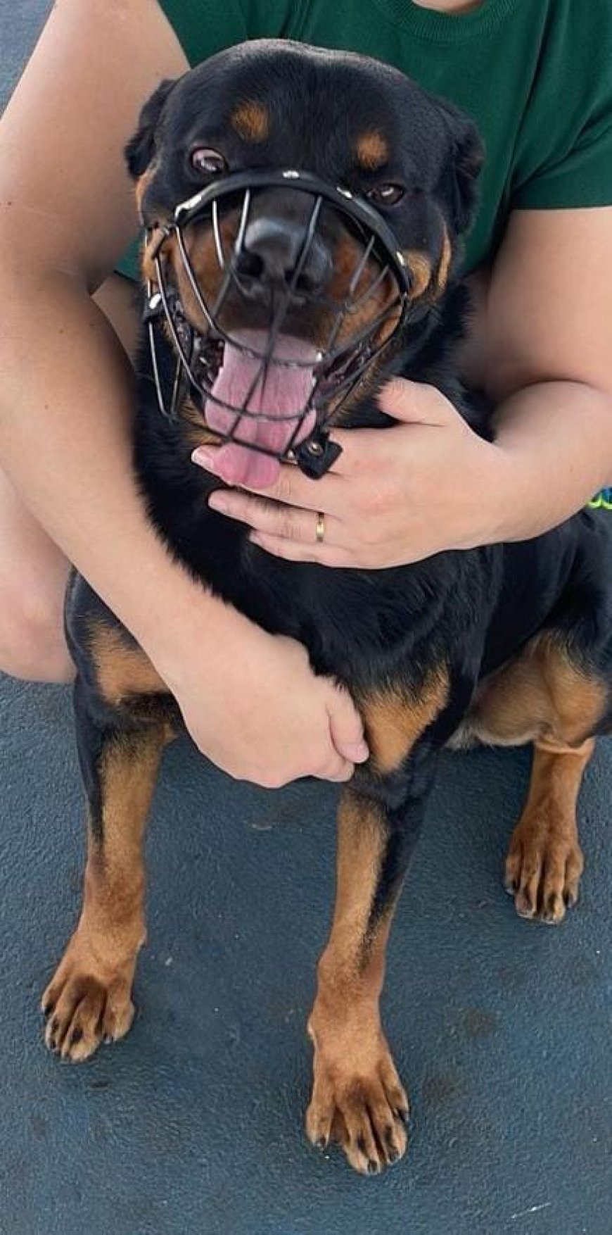 Doa-se cão da raça Rottweiler em Guaxupé