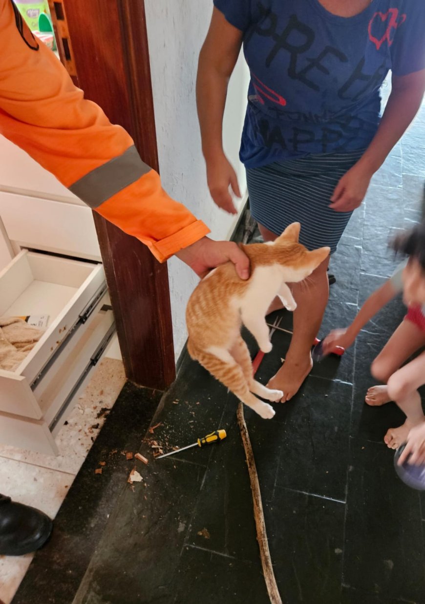 Bombeiros resgatam três gatos em um único dia no Sul de Minas