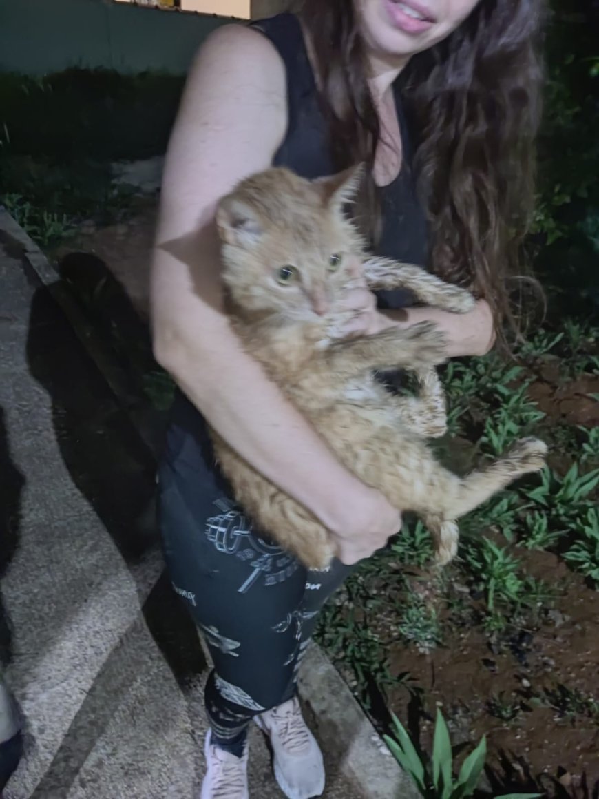 Bombeiros resgatam três gatos em um único dia no Sul de Minas