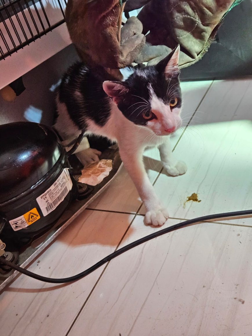 Bombeiros resgatam três gatos em um único dia no Sul de Minas