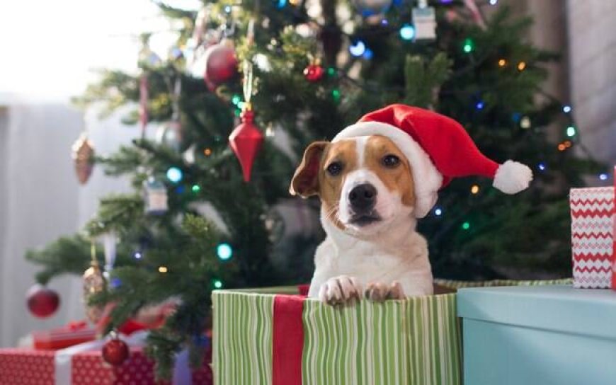 Animais como presente de Natal - como não errar?