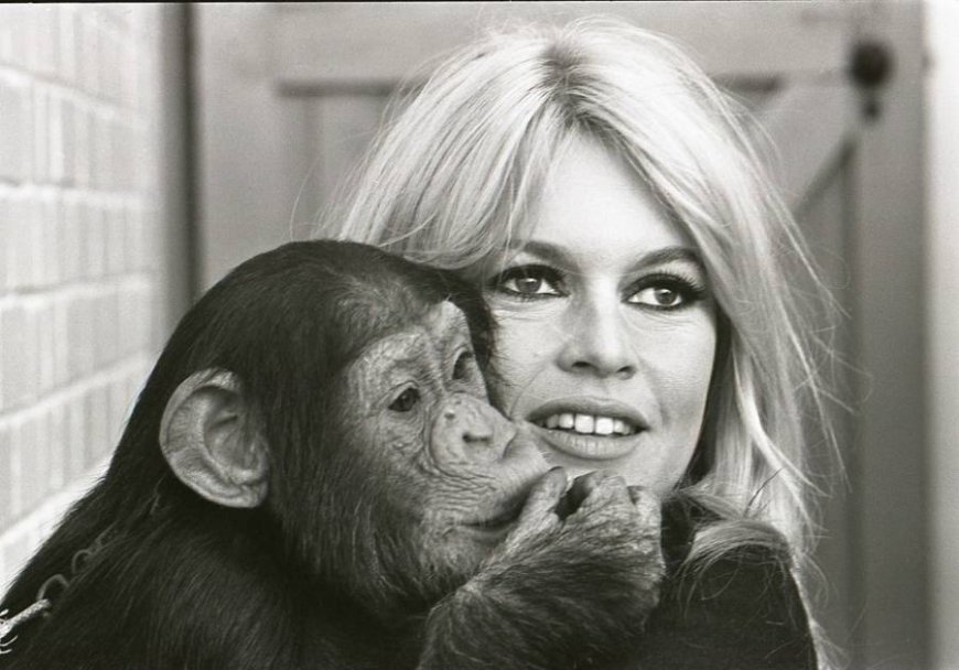 Brigitte Bardot, ícone do cinema mundial e ativista animal, morre aos 91 anos