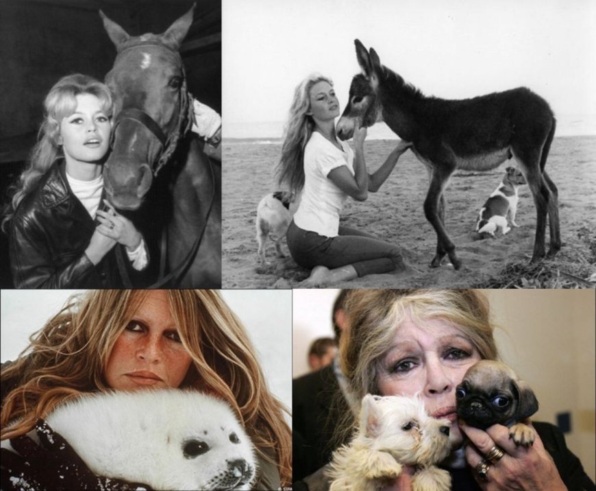 Brigitte Bardot, ícone do cinema mundial e ativista animal, morre aos 91 anos
