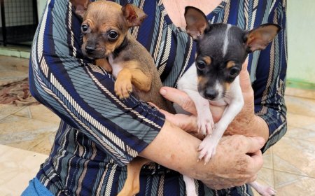 Polícia Civil apura maus-tratos a animais e realiza prisão em flagrante em Guaxupé