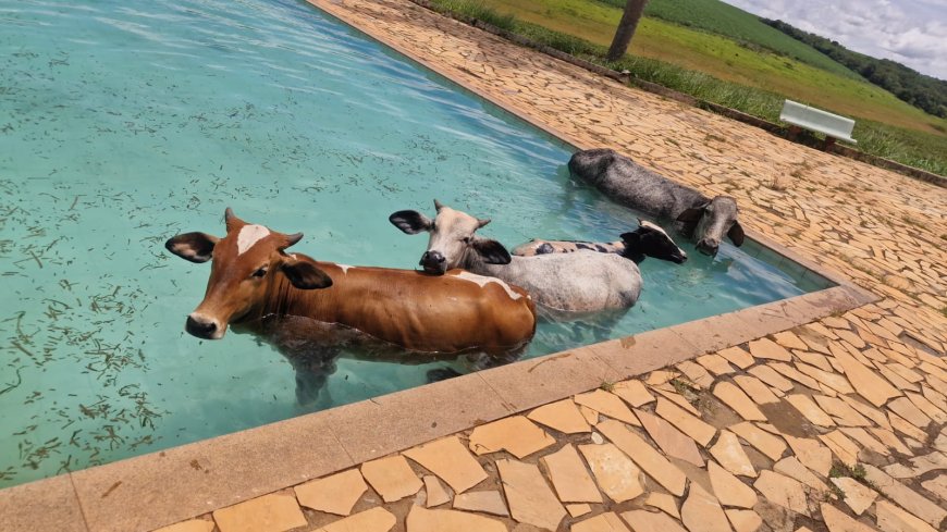 Vacas caem dentro de piscina e são resgatadas pelos Bombeiros