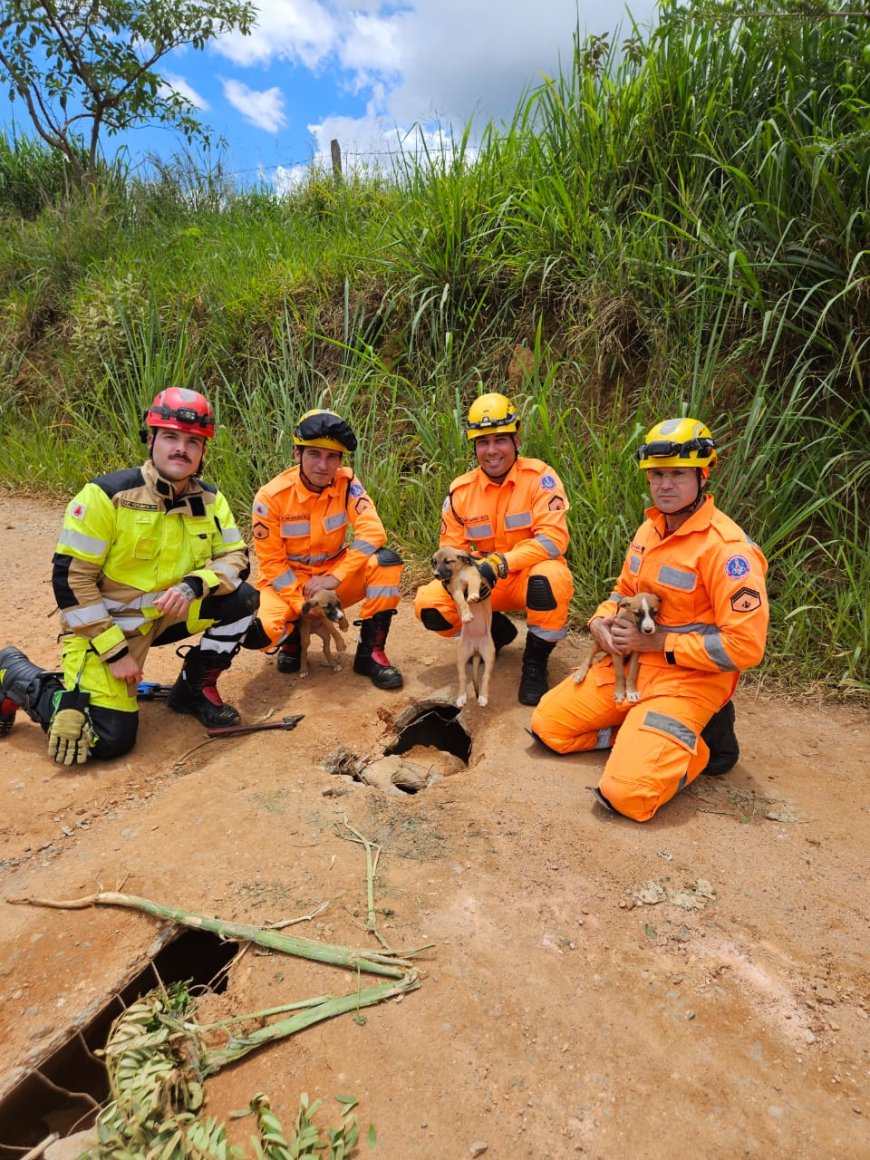 Filhotes de cães são resgatados presos em manilha no Sul de Minas