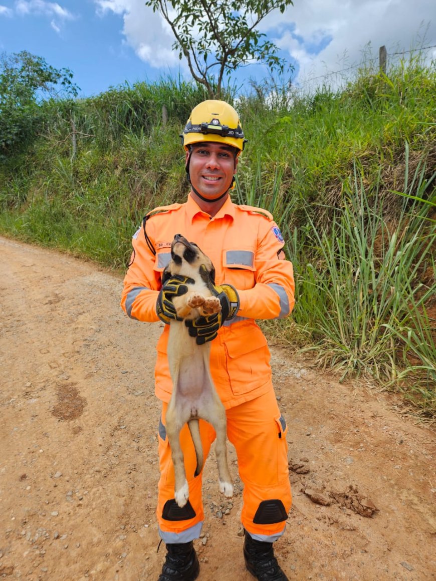Filhotes de cães são resgatados presos em manilha no Sul de Minas