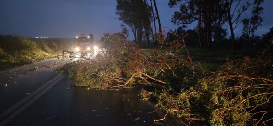 Queda de árvore interdita o tráfego de veículos na rodovia MG-179