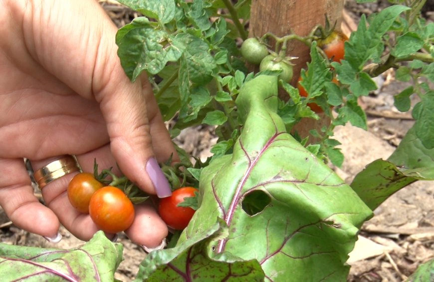 Pecuarista deve indenizar produtores por estrago em plantação