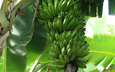 Especialista da Emater-MG dá dicas para formação de pomar com bons resultados