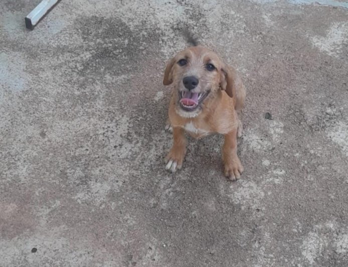 Maggie precisa de um lar